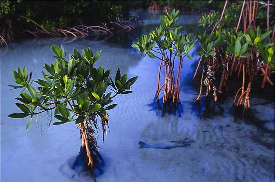 Rhizophora mangle, or Red Mangrove (mangrove.at)